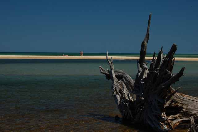 driftwood on Sand Point